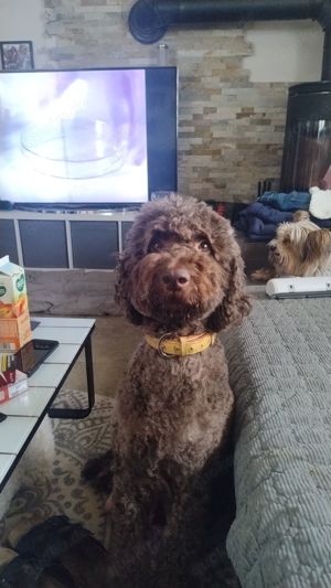 Labradoodle Welpen F1bb Bild 5