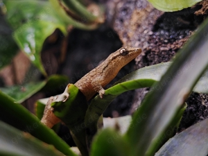 Jungferngeckos   Lepidodactylus lugubris
