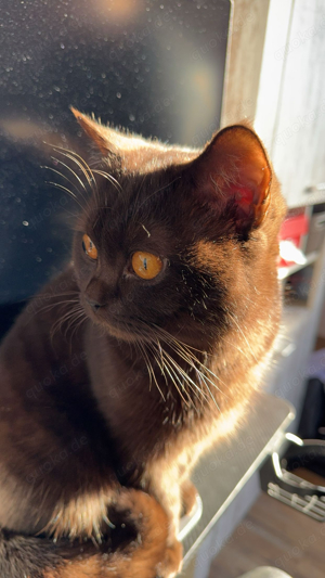 BKH Deckkater chocolate Bild 6