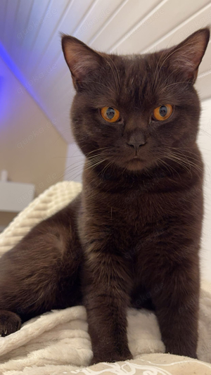 BKH Deckkater chocolate Bild 4