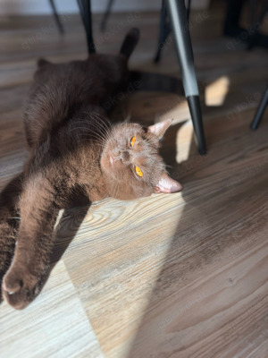 BKH Deckkater chocolate Bild 3