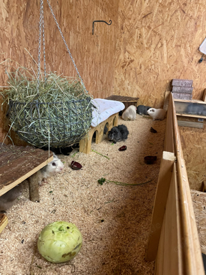 Meerschweinchen abzugeben 