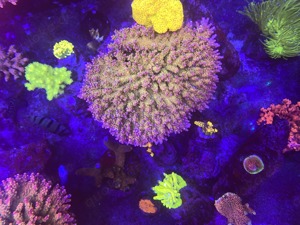 Korallenableger Meerwasser Aquaristik Acropora FM Pinky the Bear 