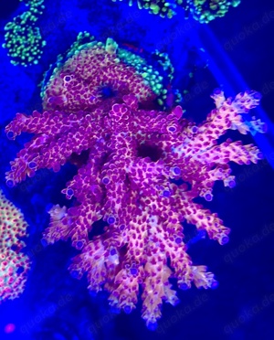 Korallenableger Meerwasser Aquaristik Acropora Paradise 
