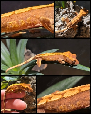 0.0.3 - Correlophus ciliatus Kronengecko Bild 3