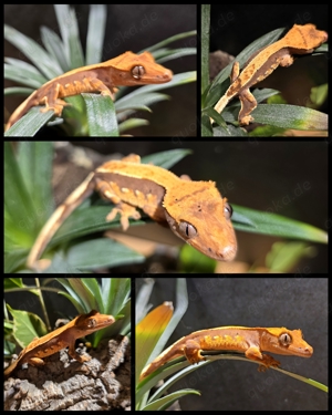 0.0.3 - Correlophus ciliatus Kronengecko Bild 2