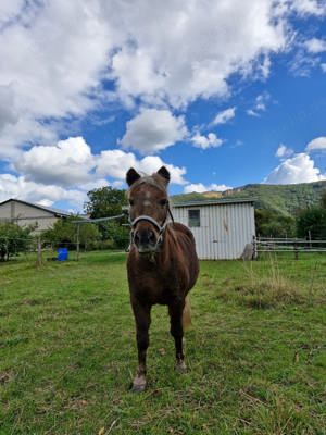 Pony sucht Gesellschaft