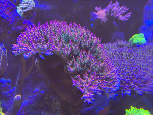Korallenableger Meerwasser Aquaristik Acropora Rainbow Loom 