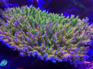 Korallenableger Meerwasser Aquaristik Acropora divericata Mango Garden 