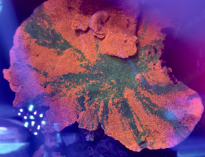 Korallenableger Meerwasser Aquaristik Montipora crafted 