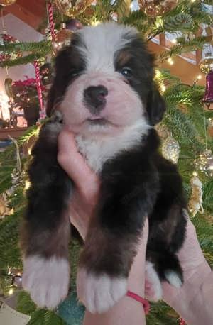 Bernen Senenhund Welpen Bild 4