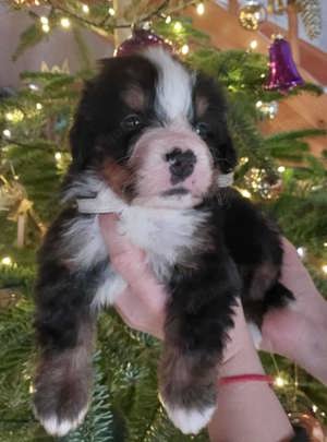 Bernen Senenhund Welpen Bild 5