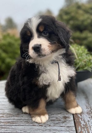 Bernen Senenhund Welpen Bild 7