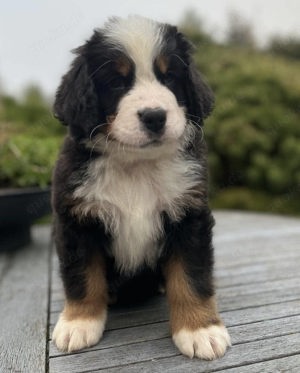 Bernen Senenhund Welpen Bild 6
