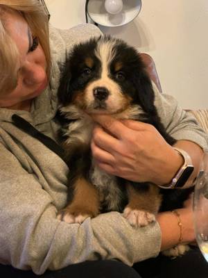 Bernen Senenhund Welpen Bild 9