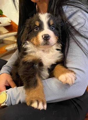 Bernen Senenhund Welpen Bild 8