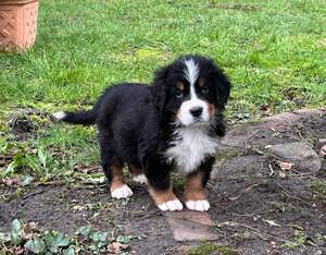 Bernen Senenhund Welpen Bild 10