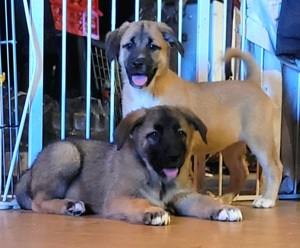 Malamute x Germanischer  Bärenhund Mix Welpe