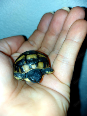 Maurische Landschildkröten NZ 2023 Bild 2