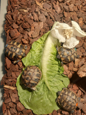 Maurische Landschildkröten NZ 2023 Bild 4
