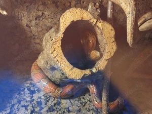 Schlange (Kornnatter) mit Terrarium
