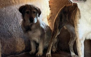 Empathische Menschen für verängstigte Shelly gesucht