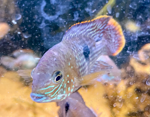 Junge Goldsaumbuntbarsche * Green Terror * Andinocara Rivulatus