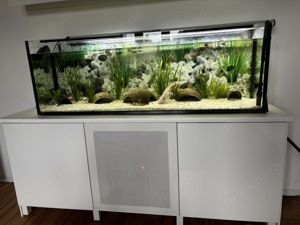 Axolotl inklusive Aquarium 