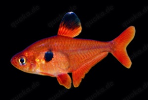 Roter Phantomsalmler Megalamphodus sweglesi 