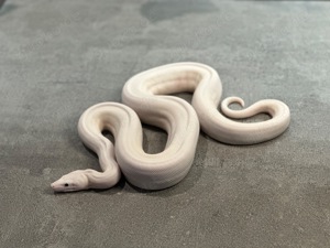 1,0 Super Fire  Boa constrictor  Bild 3