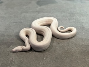 1,0 Super Fire  Boa constrictor  Bild 2