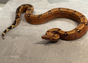 0,1 Berry Blood Pos VPI Boa constrictor  Bild 2