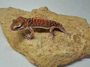 nephrurus levis levis