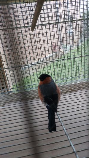 57+ Vögel Kaufen Wuppertal, Finde sittiche (vögel) in wuppertal bei