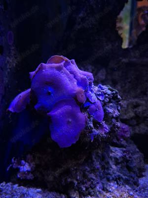 Algen Korallen Fische Meerwasser  Bild 1