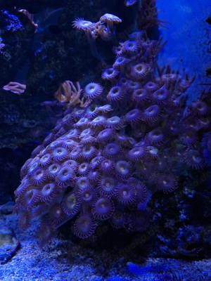 Algen Korallen Fische Meerwasser  Bild 2