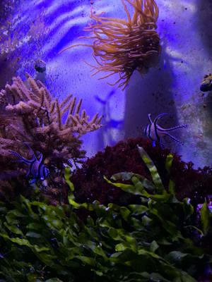 Algen Korallen Fische Meerwasser  Bild 3