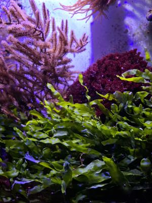 Algen Korallen Fische Meerwasser  Bild 5