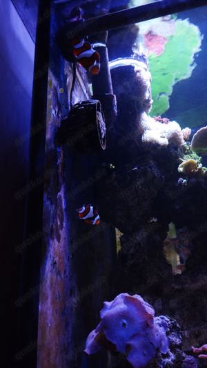 Algen Korallen Fische Meerwasser  Bild 6