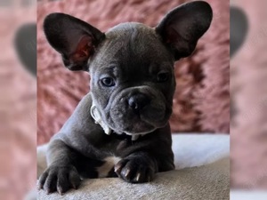 süße französische Bulldoggen Welpen!! Bild 4