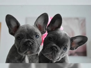 süße französische Bulldoggen Welpen!! Bild 2