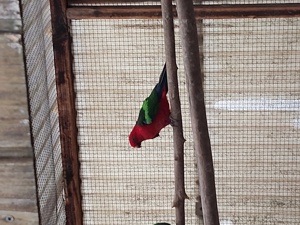 Gebe ab Cloncurrysittich 