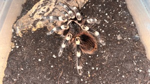 Acanthoscurria geniculata, Lasiodora parahybana und Psalmopoeus irminia suchen ein neues Zuhause