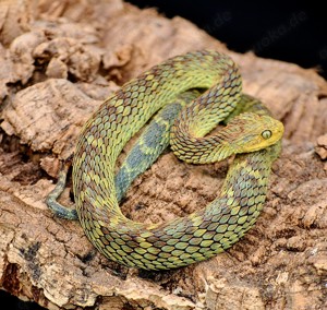 Atheris squamigera 2020   