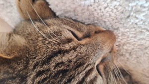 Tierpsychologie > speziell für KATZEN Bild 2