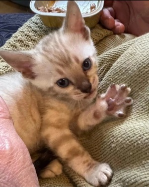 Bezaubernde Bengalkitten in Snow und Brown mit Stammbaum  Bild 8