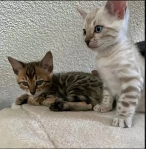 Bezaubernde Bengalkitten in Snow und Brown mit Stammbaum  Bild 6