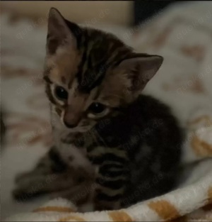 Bezaubernde Bengalkitten in Snow und Brown mit Stammbaum  Bild 9