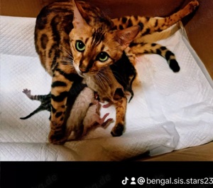 Bezaubernde Bengalkitten in Snow und Brown mit Stammbaum 