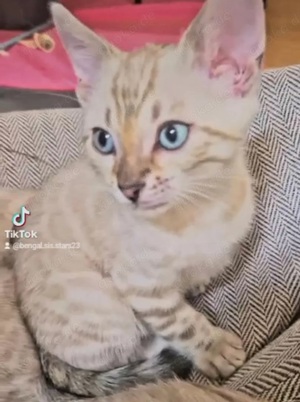 Bezaubernde Bengalkitten in Snow und Brown mit Stammbaum  Bild 10